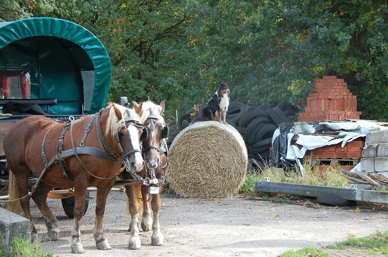 Tagesausritt Oktober 2008063.JPG